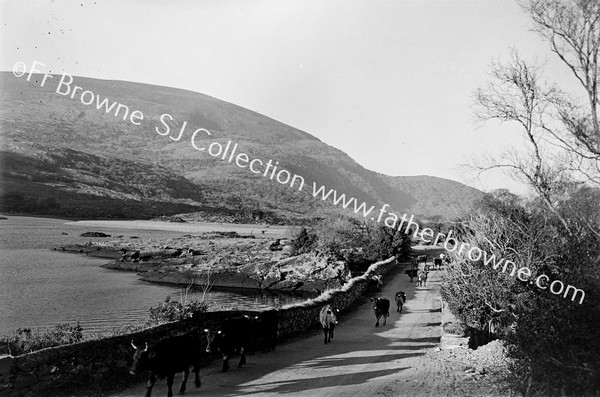 ON THE ROAD TO KENMARE